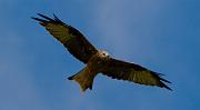 red kite06